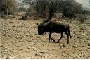 _231.jpg, Etosha National Park