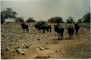 _232.jpg, Etosha National Park