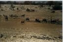 _233.jpg, Etosha National Park