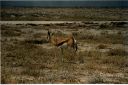 _235.jpg, Etosha National Park