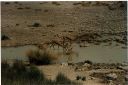 _236.jpg, Etosha National Park