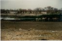 _239.jpg, Etosha National Park