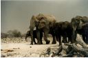 _240.jpg, Etosha National Park