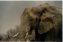 _241.jpg, Etosha National Park