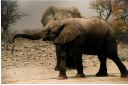 _244.jpg, Etosha National Park