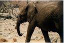 _245.jpg, Etosha National Park