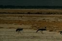 _247.jpg, Etosha National Park