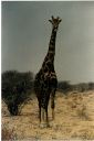 _248.jpg, Etosha National Park