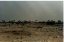 _249.jpg, Etosha National Park