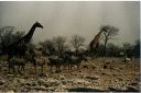 _250.jpg, Etosha National Park