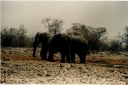 _251.jpg, Etosha National Park