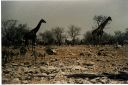 _252.jpg, Etosha National Park