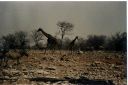 _253.jpg, Etosha National Park