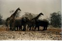 _254.jpg, Etosha National Park