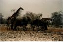 _255.jpg, Etosha National Park