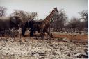 _257.jpg, Etosha National Park