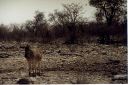 _258.jpg, Etosha National Park
(spot the lion!)