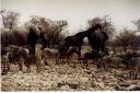 _259.jpg, Etosha National Park