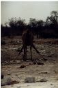 _260.jpg, Etosha National Park