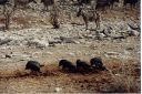 _261.jpg, Etosha National Park