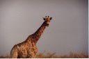 _262.jpg, Etosha National Park