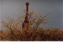 _263.jpg, Etosha National Park