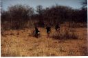 _276.jpg, Waterberg Plateau