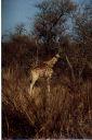 _279.jpg, Waterberg Plateau