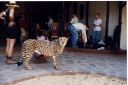 _293.jpg, Cheetah
Okonjima Guest Farm