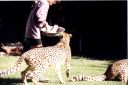 _294.jpg, Cheetah
Okonjima Guest Farm