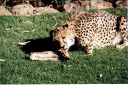 _295.jpg, Cheetah
Okonjima Guest Farm