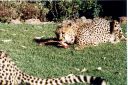 _297.jpg, Cheetah
Okonjima Guest Farm