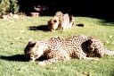 _303.jpg, Cheetah
Okonjima Guest Farm