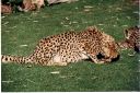 _304.jpg, Cheetah
Okonjima Guest Farm