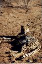 _314.jpg, Cheetah
Okonjima Guest Farm