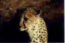 _317.jpg, Cheetah
Okonjima Guest Farm