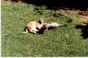 _327.jpg, Lynx and baby cheetah
Okonjima Guest Farm