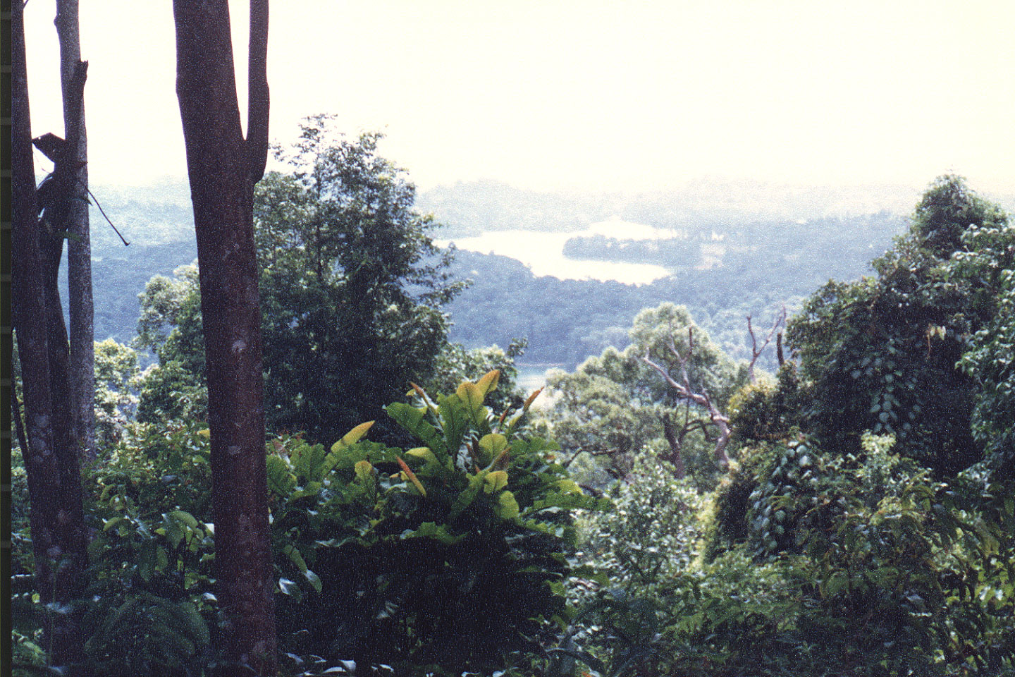 01-14.jpg, Bukit Timah
Nature Preserve