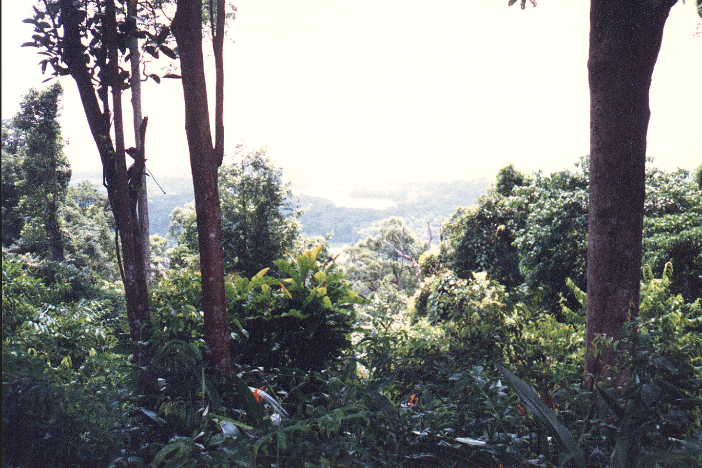 01-15.jpg, Bukit Timah
Nature Preserve