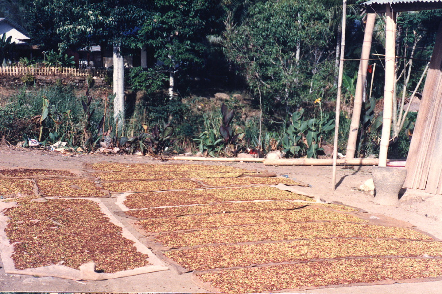 03-02.jpg, Cloves drying