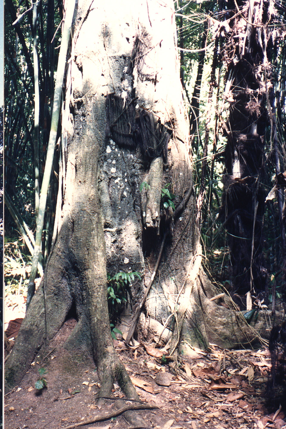 04-13.jpg, Child graves (in tree)