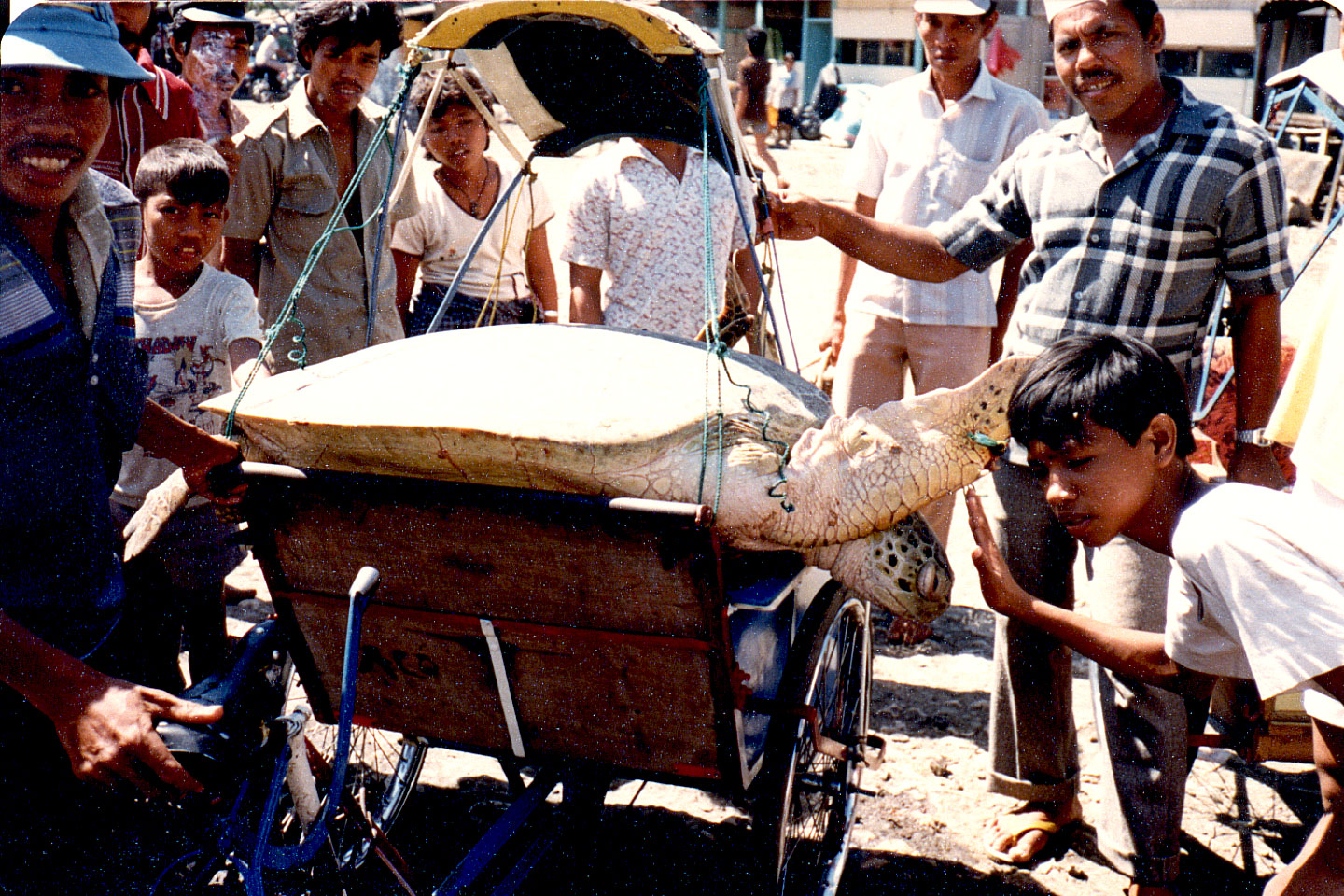 06-27.jpg, Turtle
Ujung Pandang