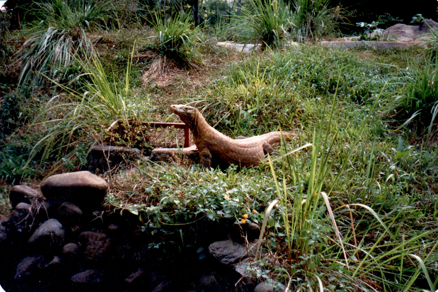 08-21.jpg, Komodo Dragon
Jakarta Zoo