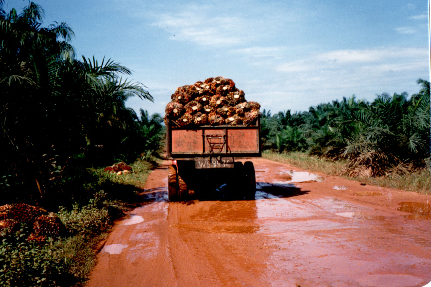 08-26.jpg, Road to Lake Chini
Malaysia