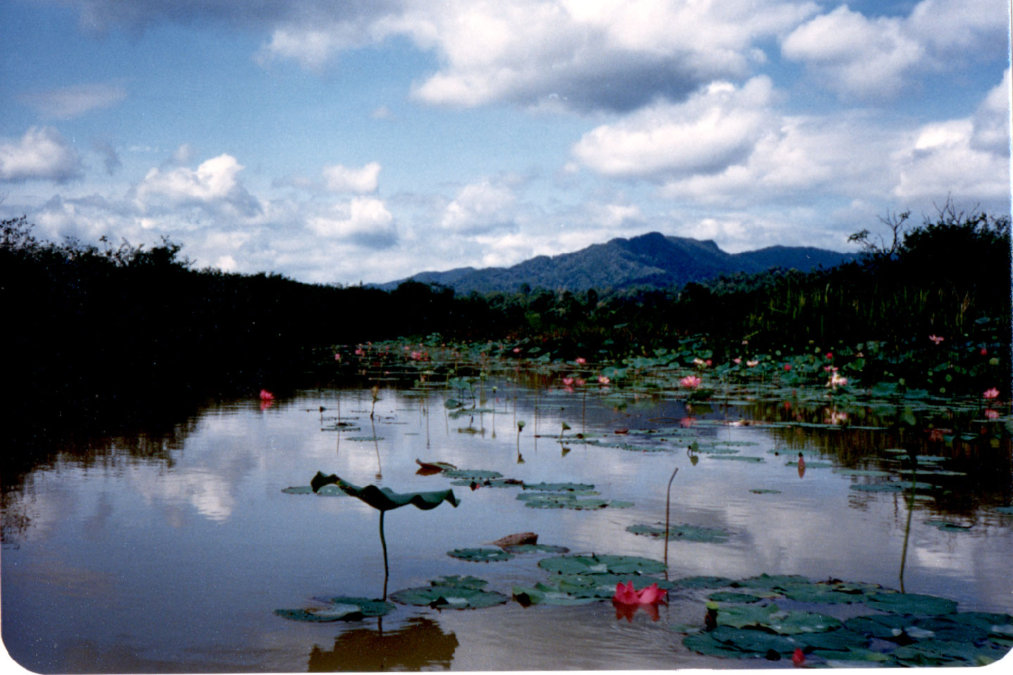 08-27.jpg, Lake Chini, Malaysia