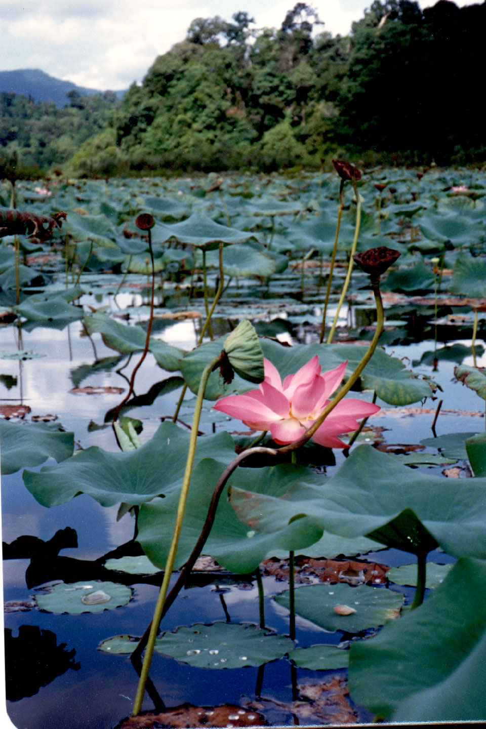 08-29.jpg, Lake Chini, Malaysia