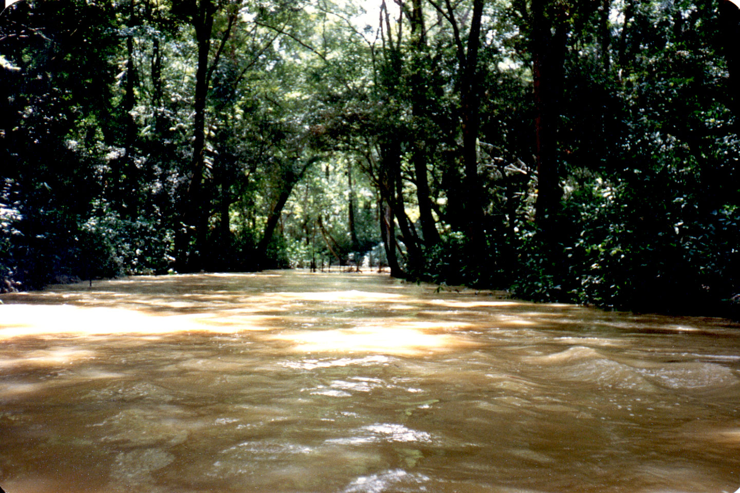 08-30.jpg, Lake Chini, Malaysia