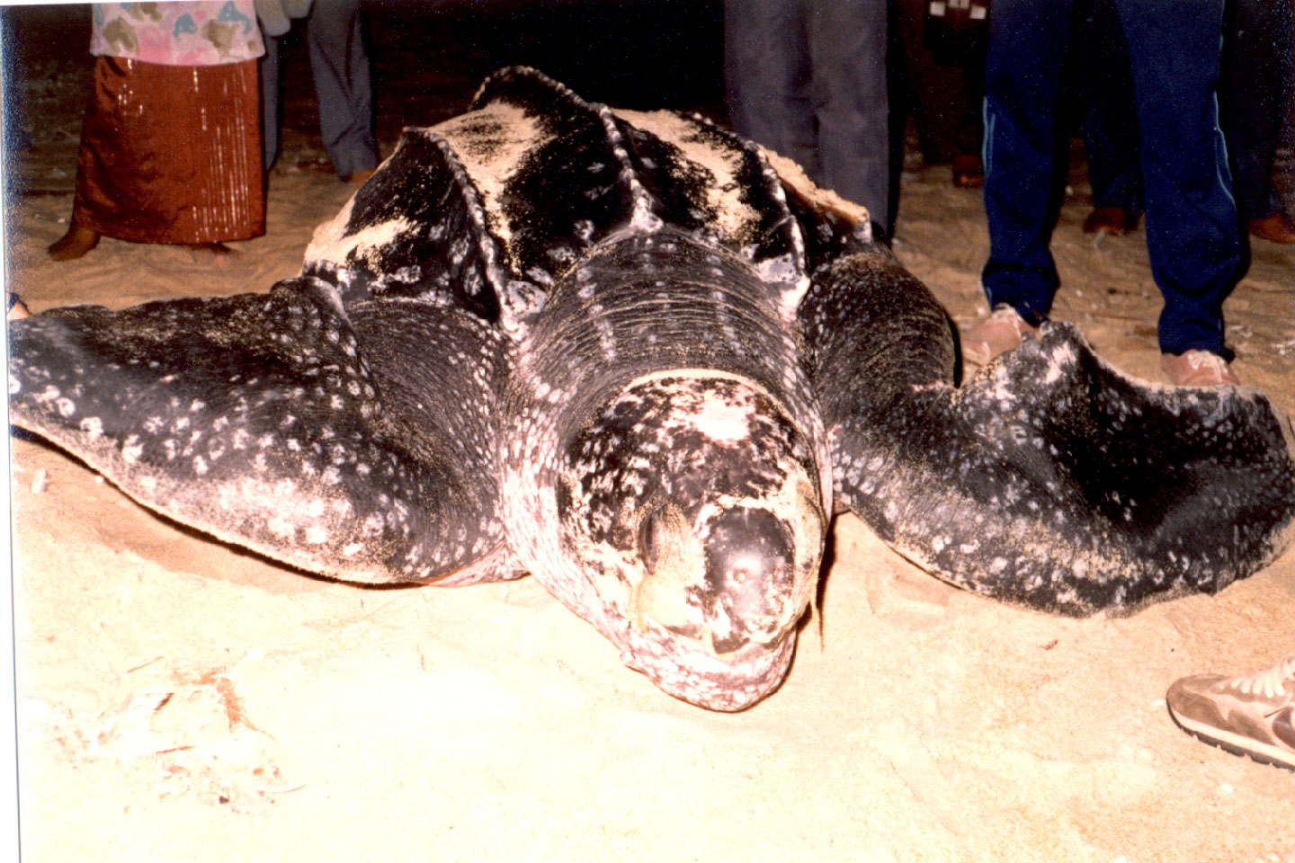 09-03.jpg, Leatherback turtle