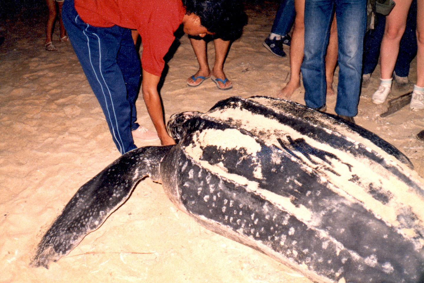 09-04.jpg, Leatherback turtle