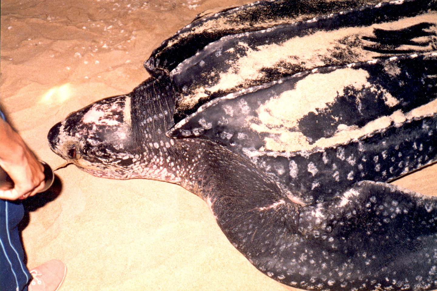 09-05.jpg, Leatherback turtle